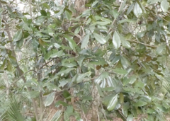 Magnolia grandiflora