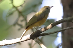 Mionectes oleagineus