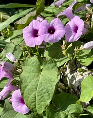 Ipomoea batatas