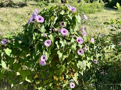 Ipomoea batatas