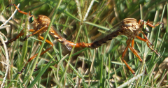 Diogmites angustipennis