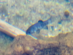 Cyprinodon nevadensis mionectes