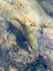 Cyprinodon nevadensis mionectes