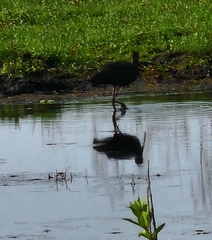 Plegadis falcinellus