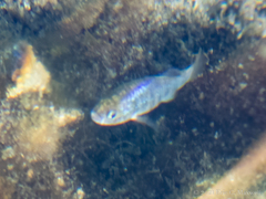 Cyprinodon nevadensis mionectes