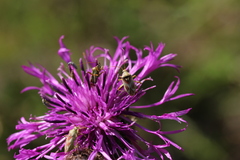 Calocoris roseomaculatus