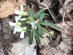 Cardamine concatenata