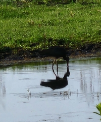 Plegadis falcinellus