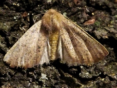 Dasycorsa modesta