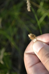 Ranunculus illyricus