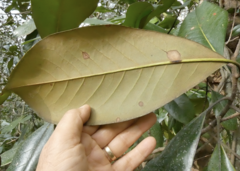 Magnolia grandiflora