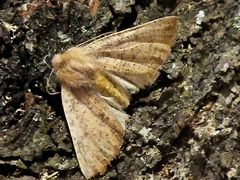 Dasycorsa modesta