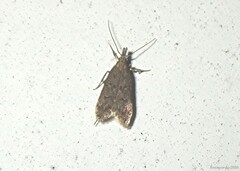 Dichomeris punctipennella