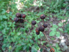 Calyptranthes chytraculia americana