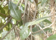Magnolia grandiflora