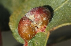 Andricus reticulatus