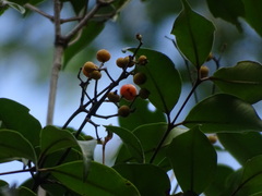 Calyptranthes chytraculia americana