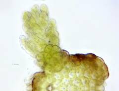 Frullania bolanderi