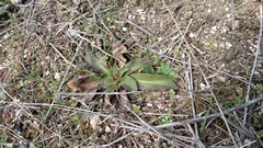Limonium platyphyllum