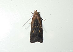 Dichomeris costarufoella