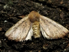 Dasycorsa modesta