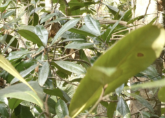 Magnolia grandiflora