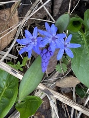 Scilla bifolia