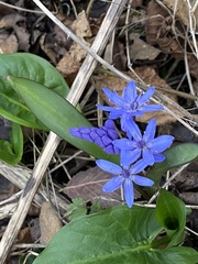 Scilla bifolia