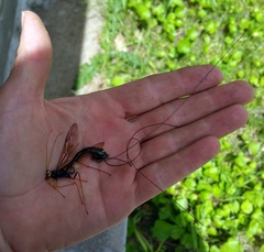 Megarhyssa atrata