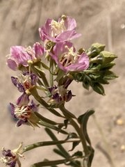 Chylismia claviformis