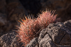 Homalocephala polycephala