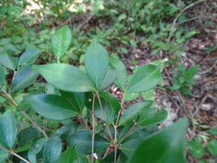 Calyptranthes chytraculia americana