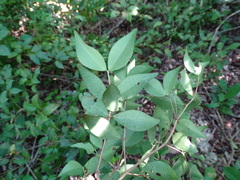 Calyptranthes chytraculia americana
