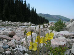 Papaver croceum