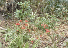 Ardisia crenata