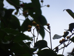 Calyptranthes chytraculia americana