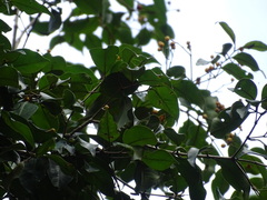 Calyptranthes chytraculia americana
