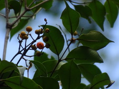 Calyptranthes chytraculia americana