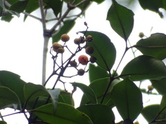 Calyptranthes chytraculia americana