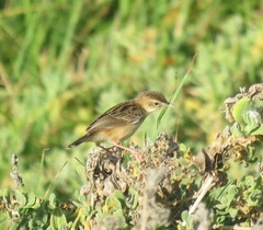Cisticola juncidis terrestris