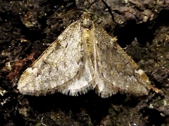 Alsophila aescularia
