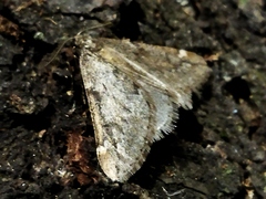 Alsophila aescularia