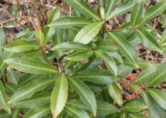 Ardisia crenata