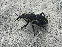 Sphenophorus necydaloides