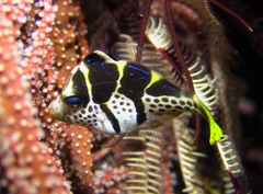 Paraluteres prionurus