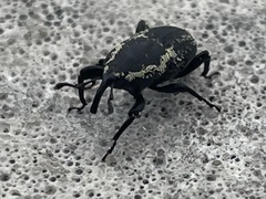 Sphenophorus necydaloides
