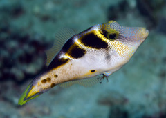 Paraluteres prionurus