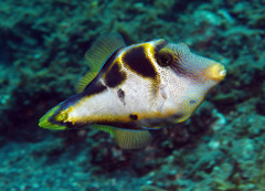 Paraluteres prionurus