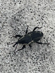 Sphenophorus necydaloides