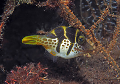 Paraluteres prionurus